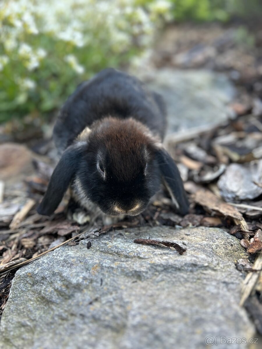 Zakrslí beránci samičky - 3