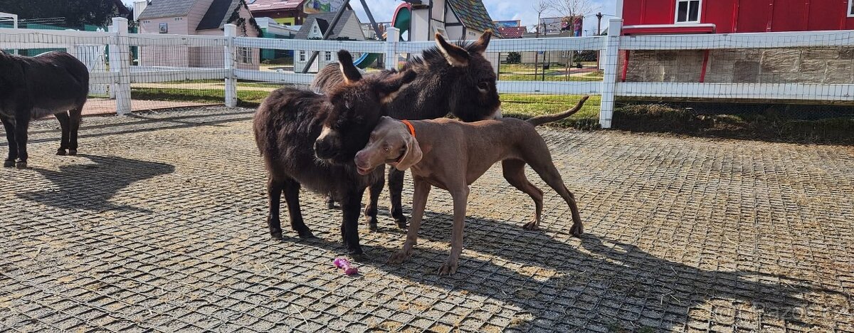 Miniaturní stredozemní osel - 3