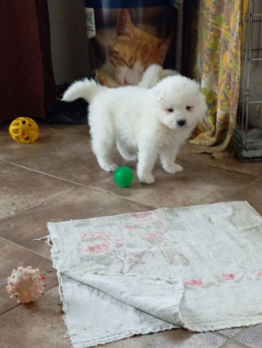 Samojed - štěně s PP - 3