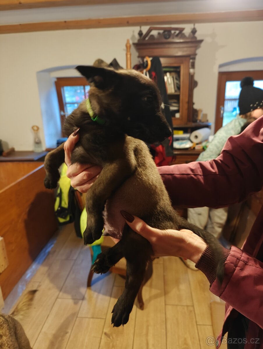 BELGICKÝ OVČÁK MALINOIS - 3