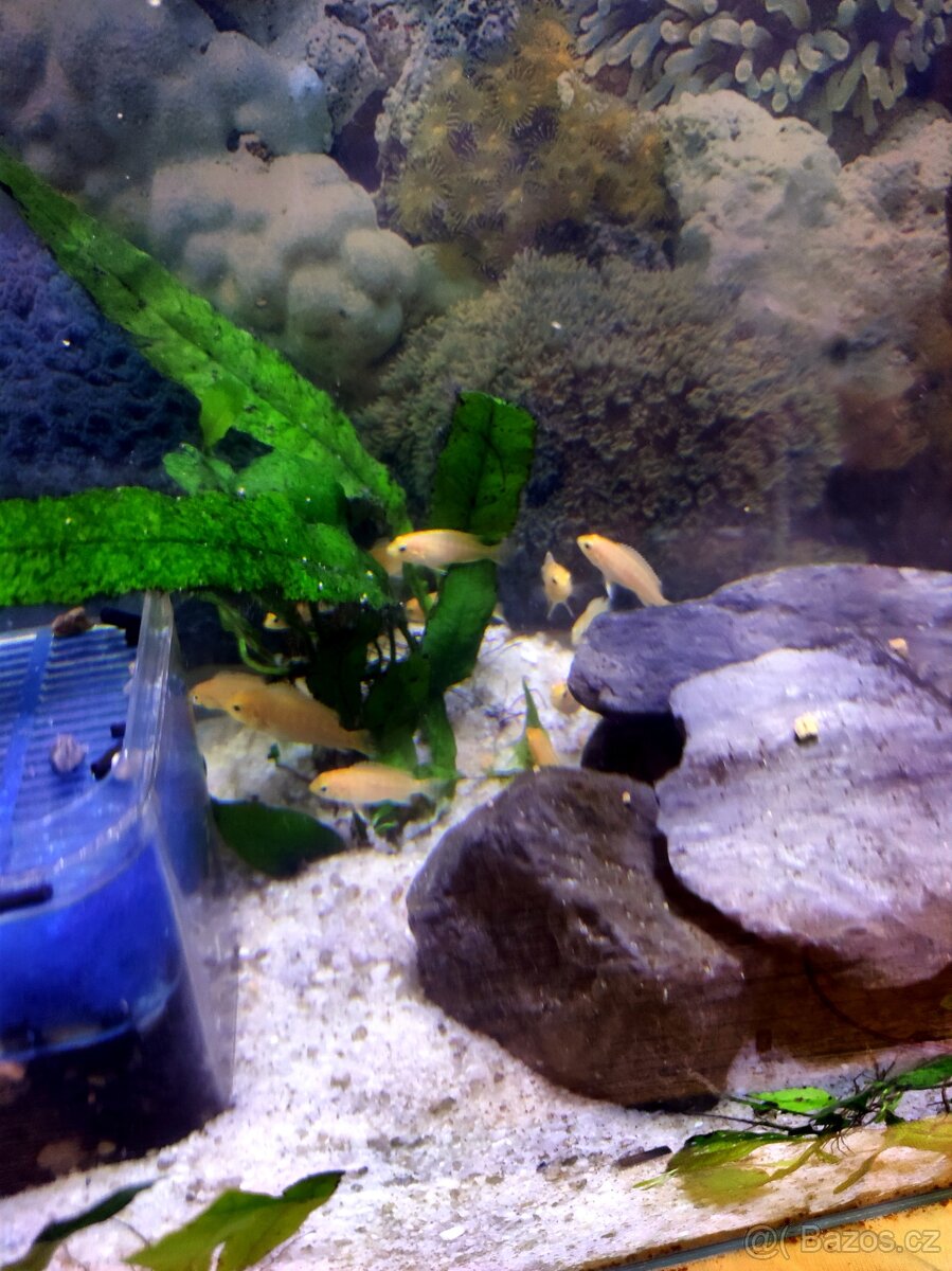 Tlamovce žlutý - 3