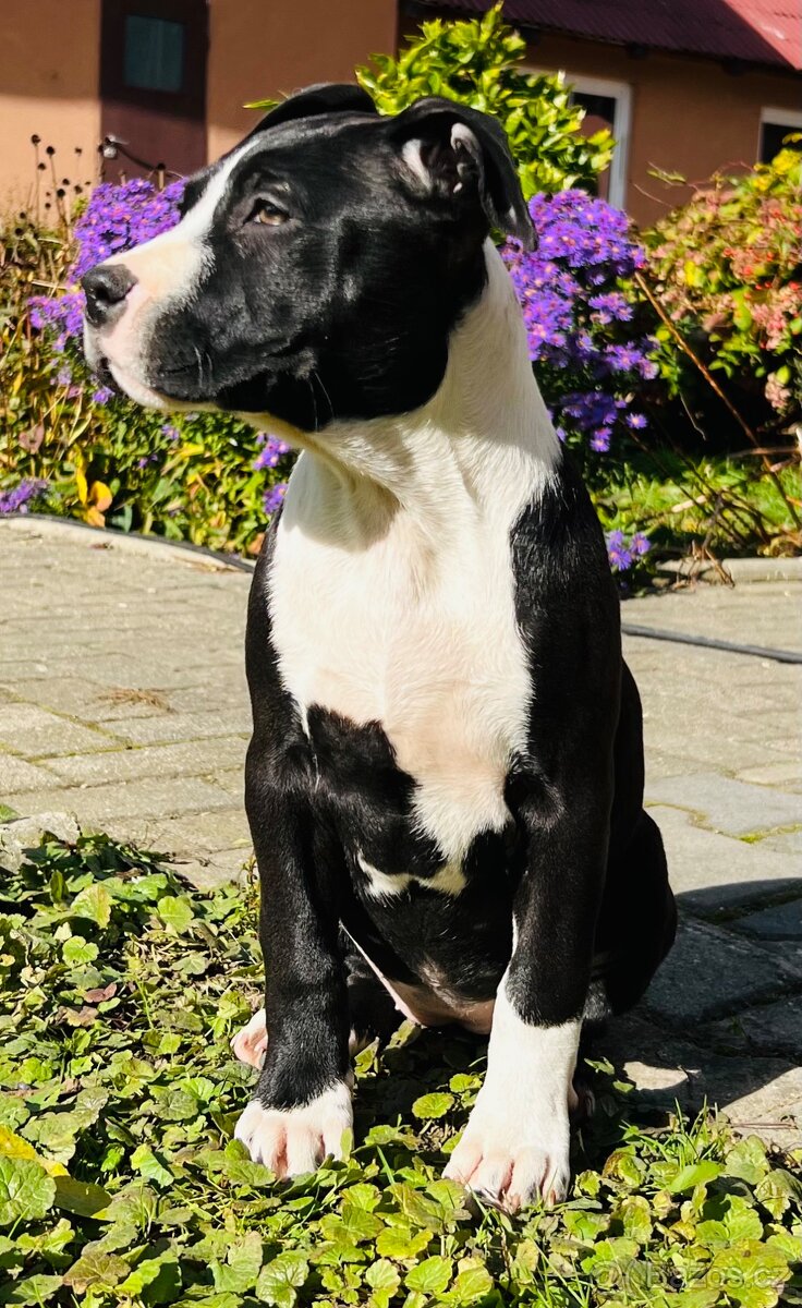 americký stafordšírský teriér - 3