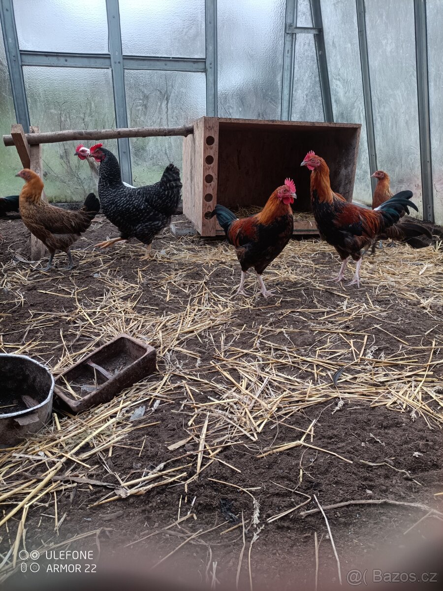 Zlatá česká kropenka - 3