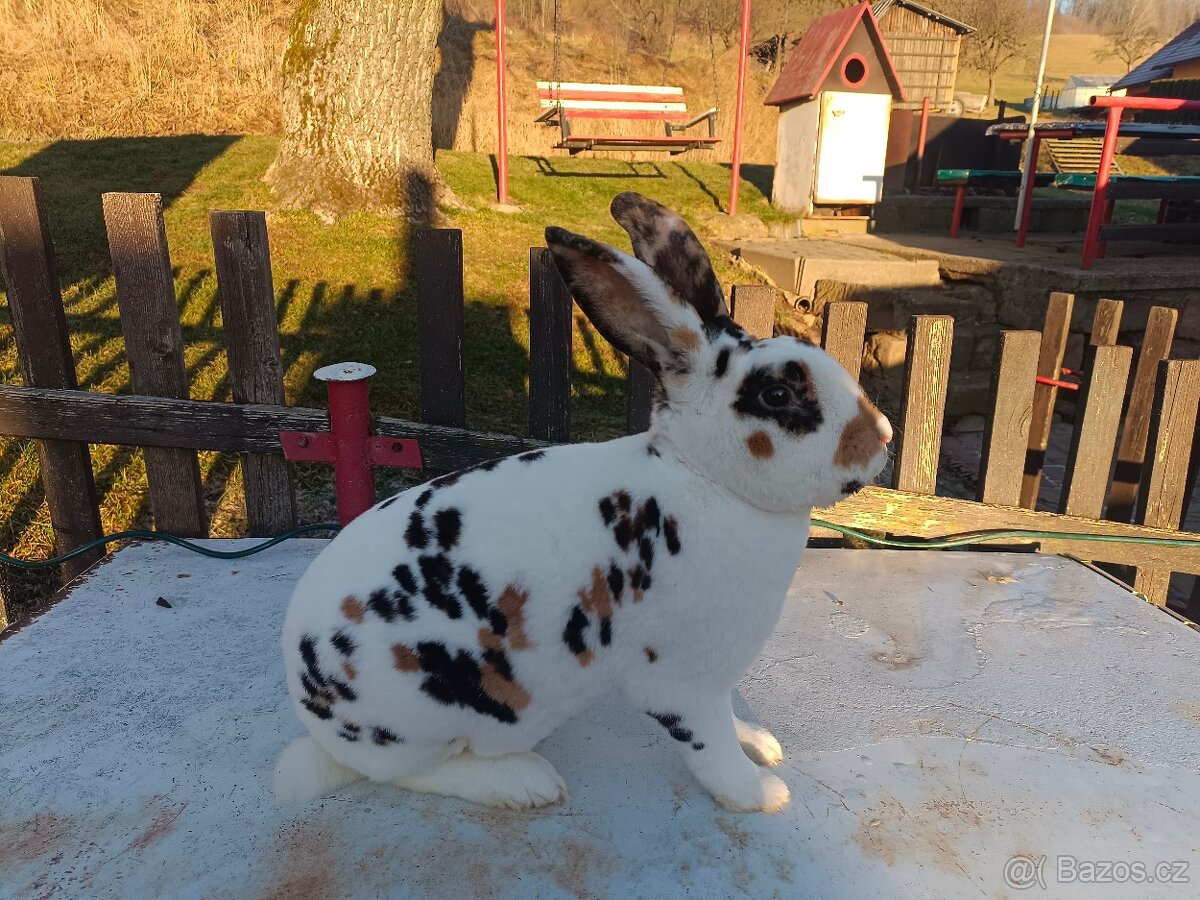 Rex dalmatinský strakáč černožlutý - 3