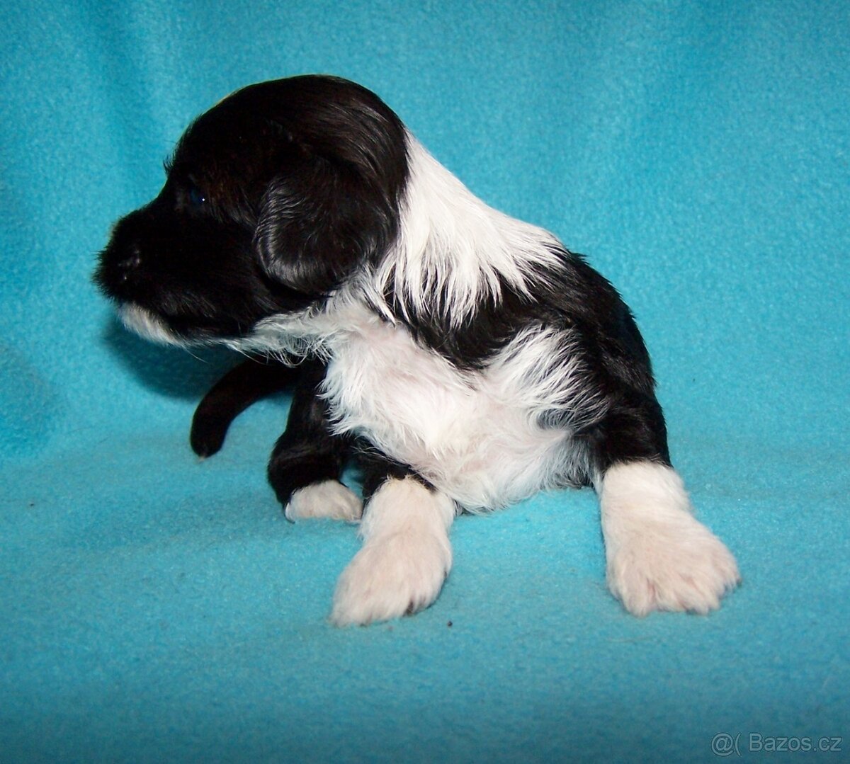 Tibetský teriér s PP - štěňata - 3
