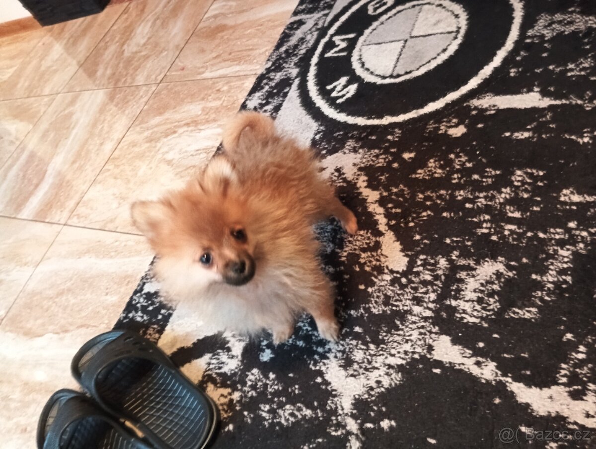 Pomeranian špic - 3