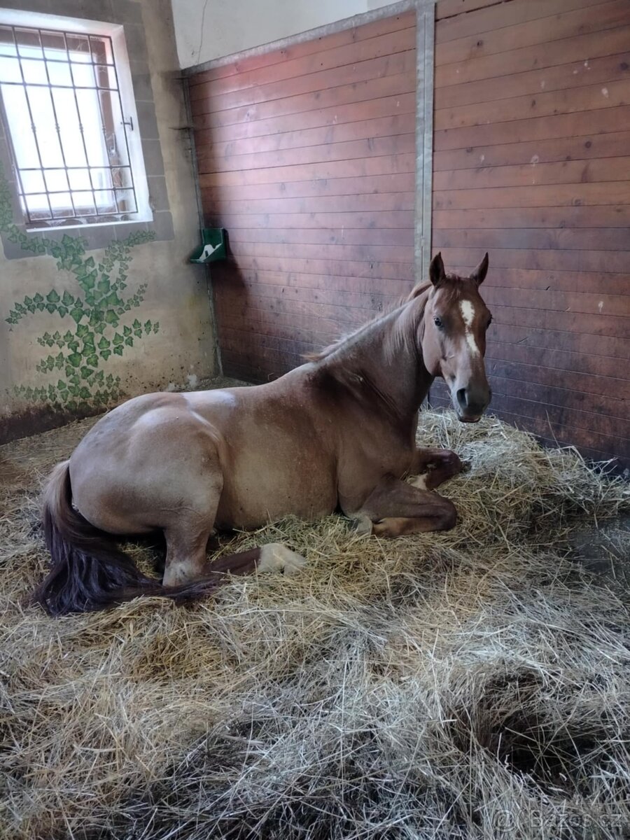 Prodám valacha Quatre Horse - 3