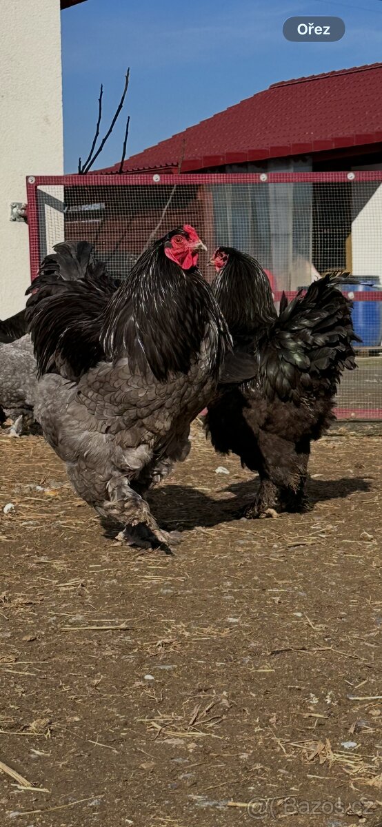 Brahmánka velká modrá a černá - 3