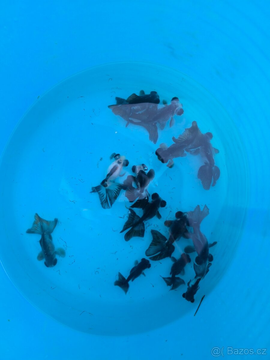 ❗️ZÁVOJNATKA ČÍNSKÁ 3-13CM❗️ - 3