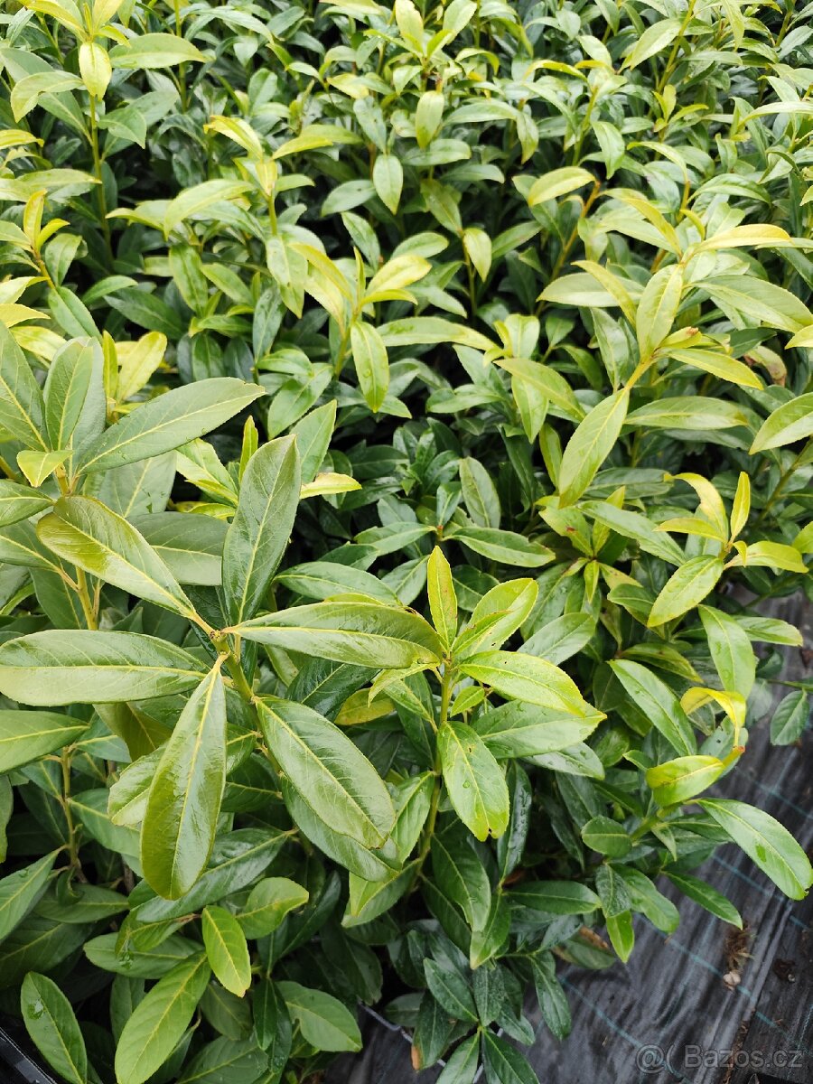 Bobkovisen caucasia - 3