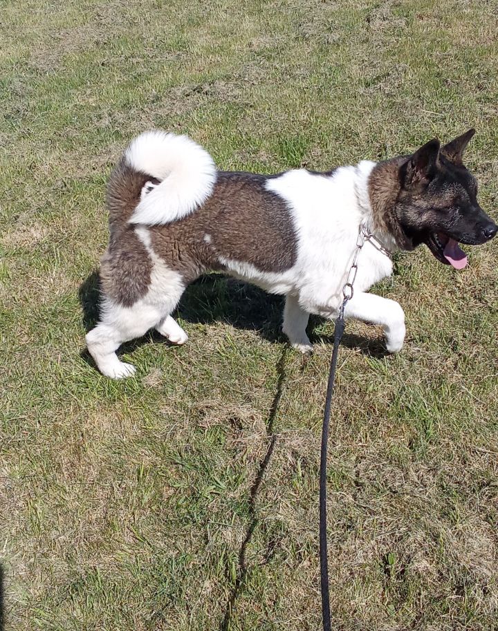 Americká akita - 3