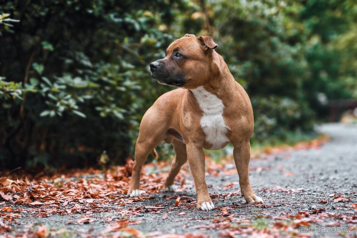 Stafordšírský Bulteriér s PP - chovný pes - 3