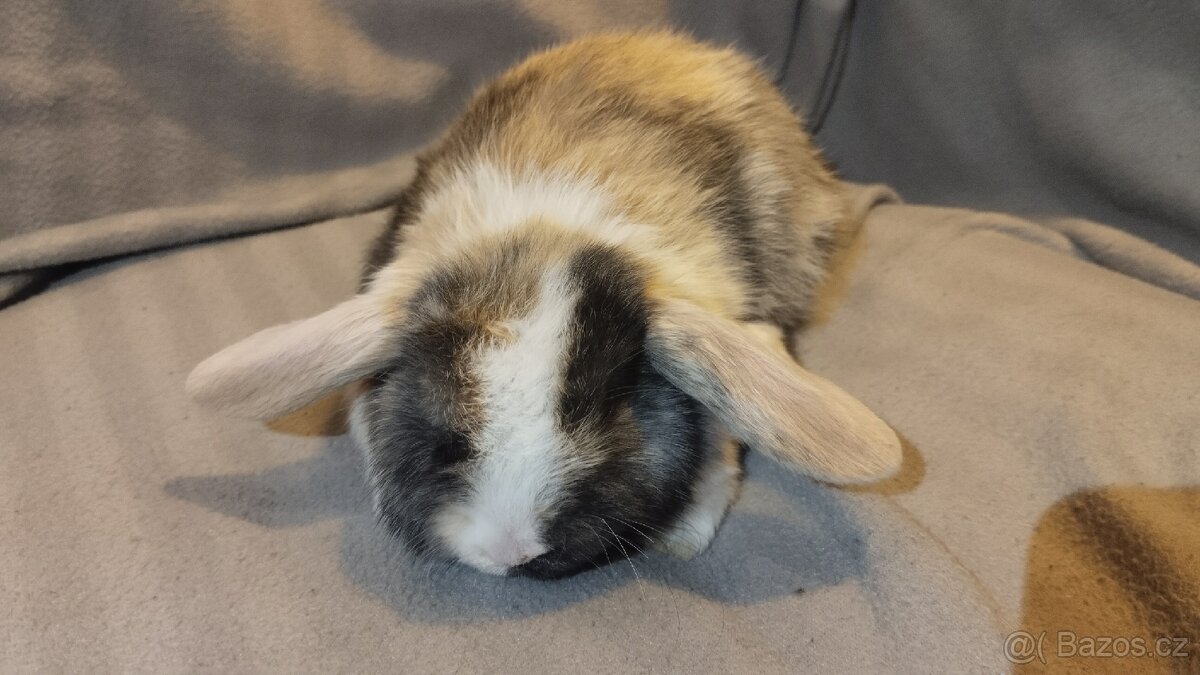 Zakrslý králík, zakrslý králíček lvíček - 3