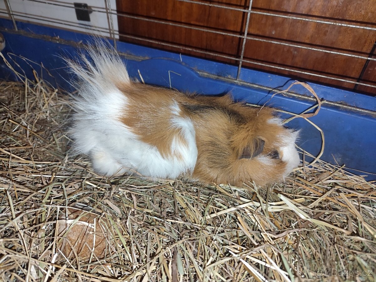 Morčátko, morče - 3