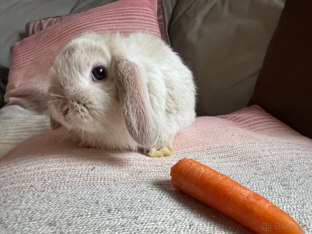 Zakrslý králíček beránek 3 - 3