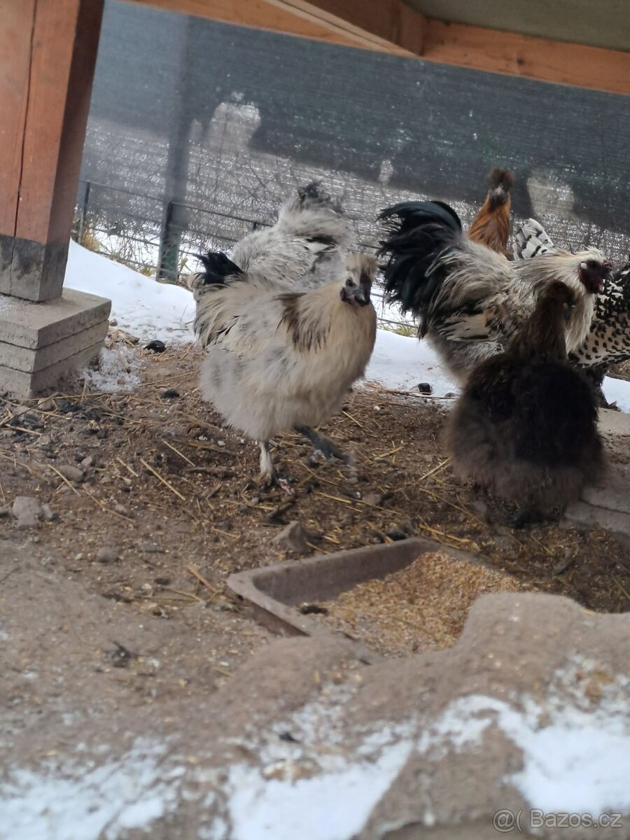 Krásní mladí kohouti hedvábničky - 3