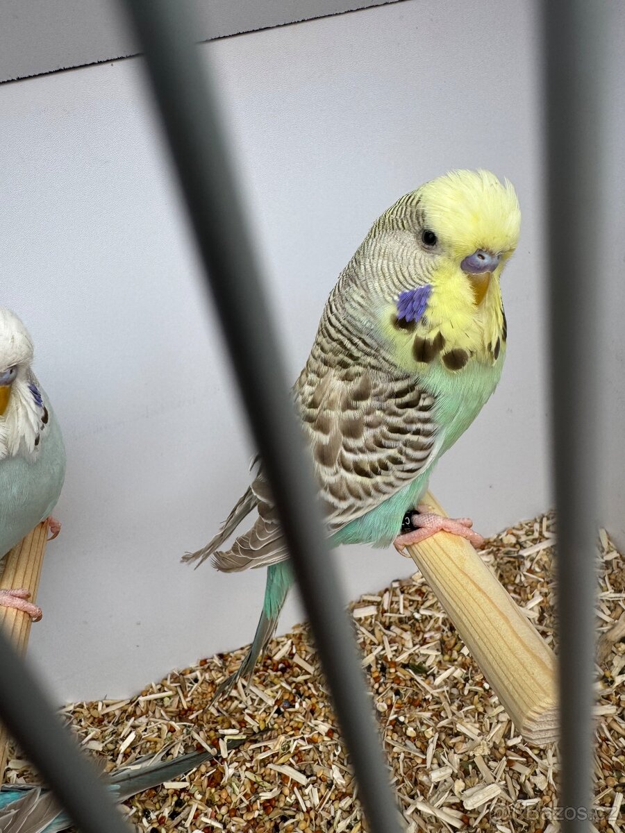 Andulka vlnkovana - 3