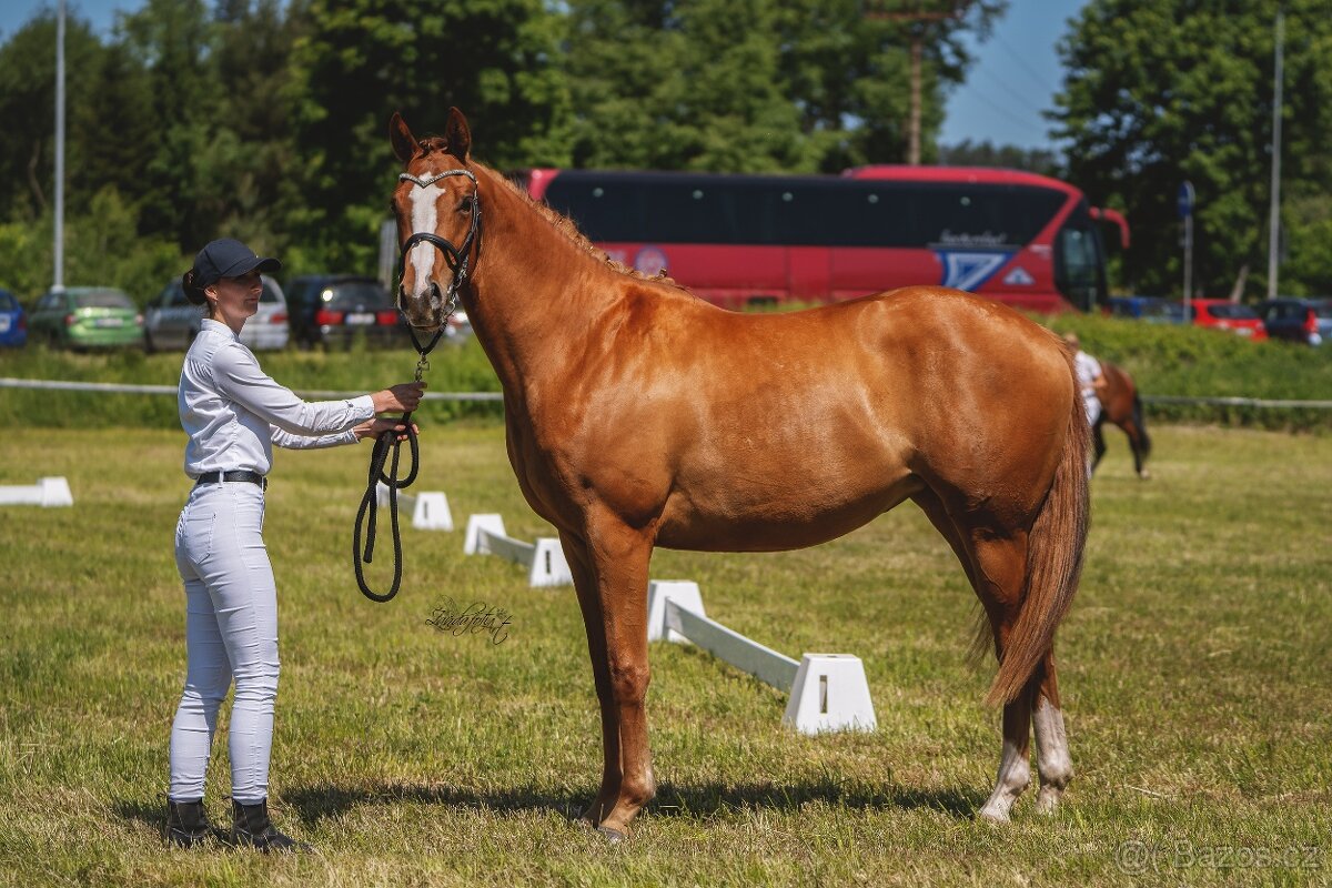 Klisna ČT 5 let - 3