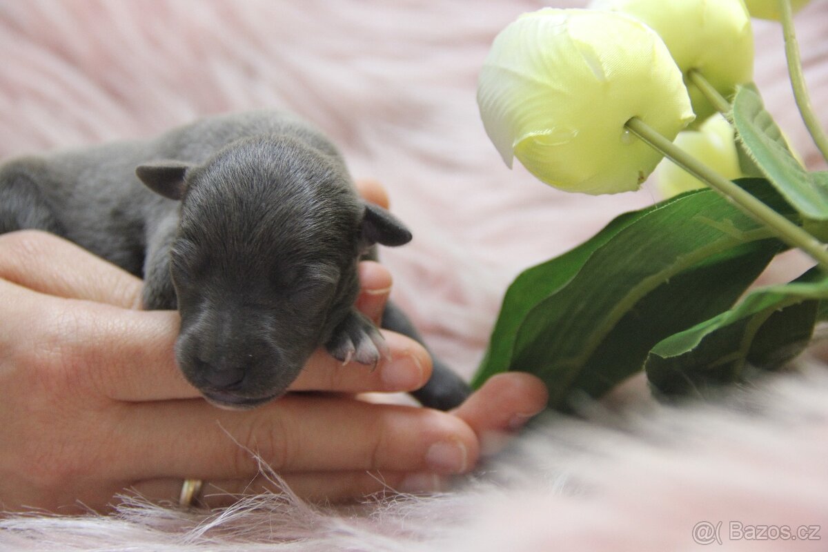 Italský chrtík - 3