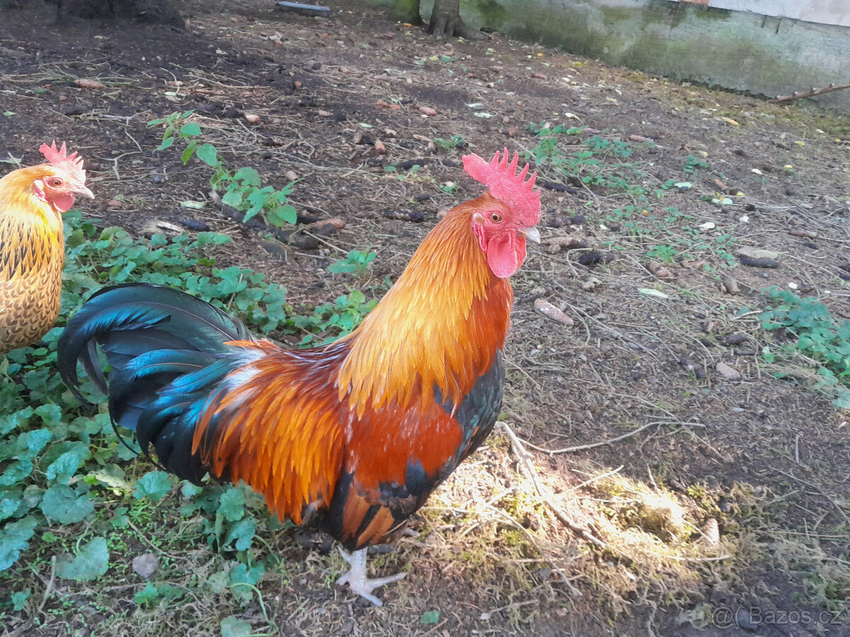 Česká zlatá kropenka - kohoutci - 3