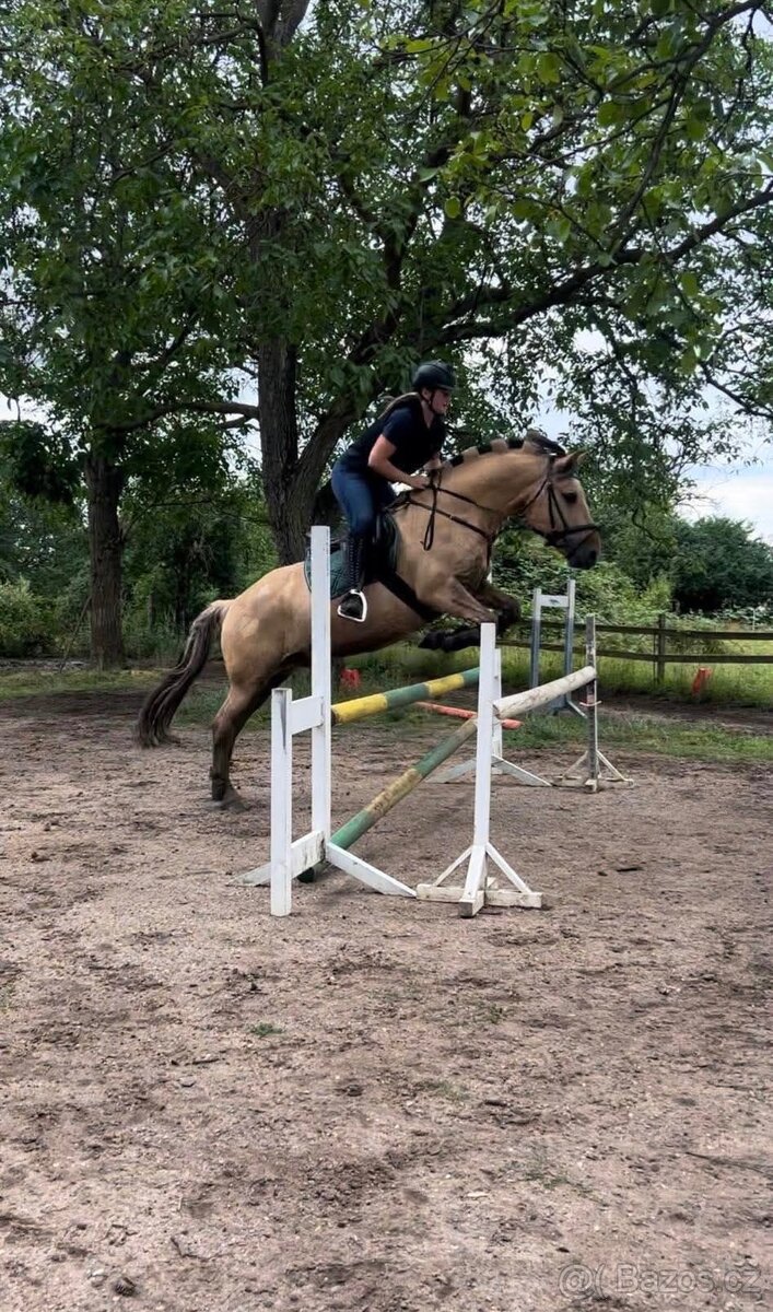 Kříženec fjorda - valach - 3