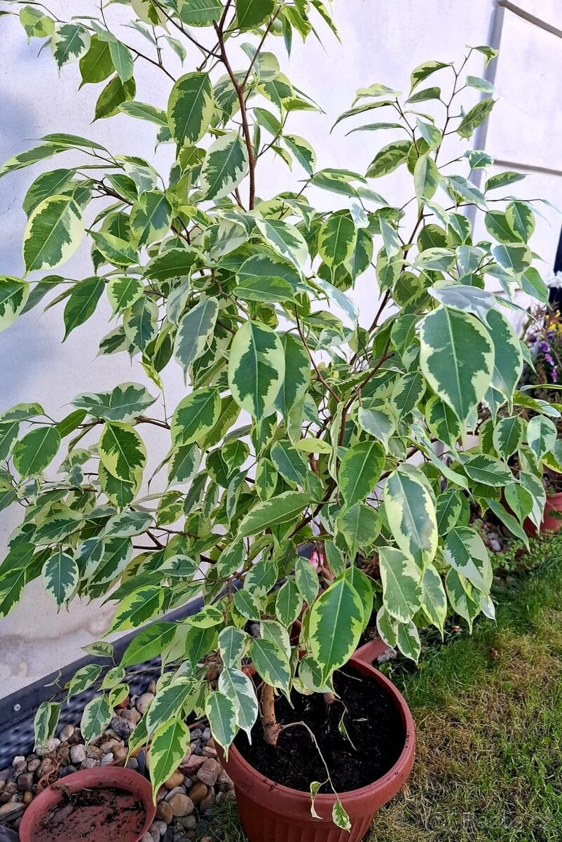 Ficus, Ficus Benjamin, pokojové rostliny, Fikus Benjamin - 3