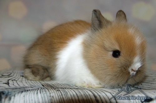 Zakrslí králíčci Teddy s VP -> doprava po ČR zajištěna - 3