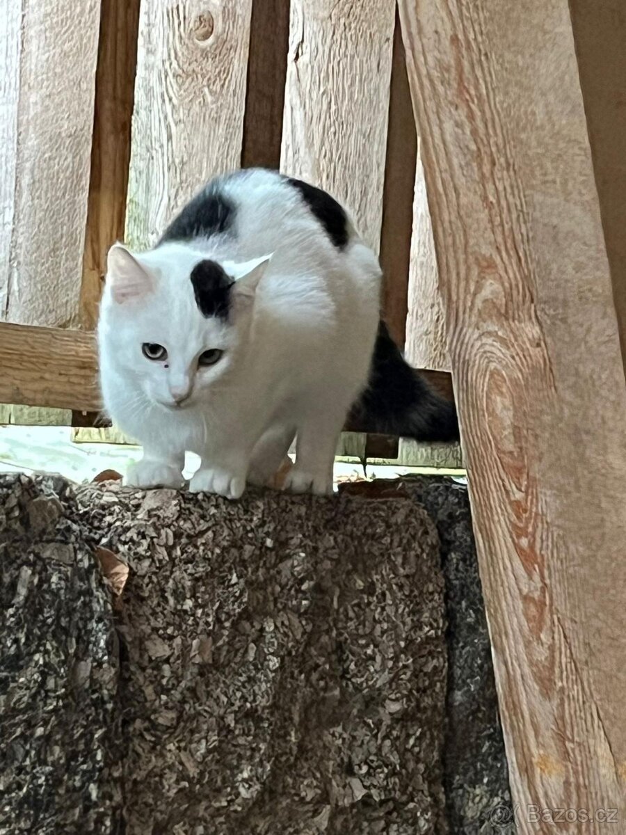 Daruji koťátka - 3