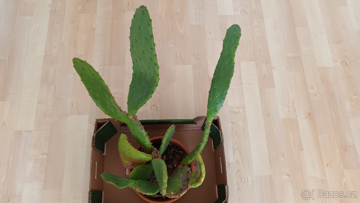 Kaktus opuncie - 3
