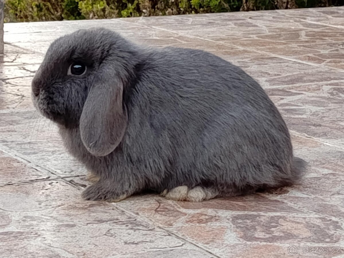 Samička Zakrslý Beránek MiniLop ❤️❤️🍑 - 3