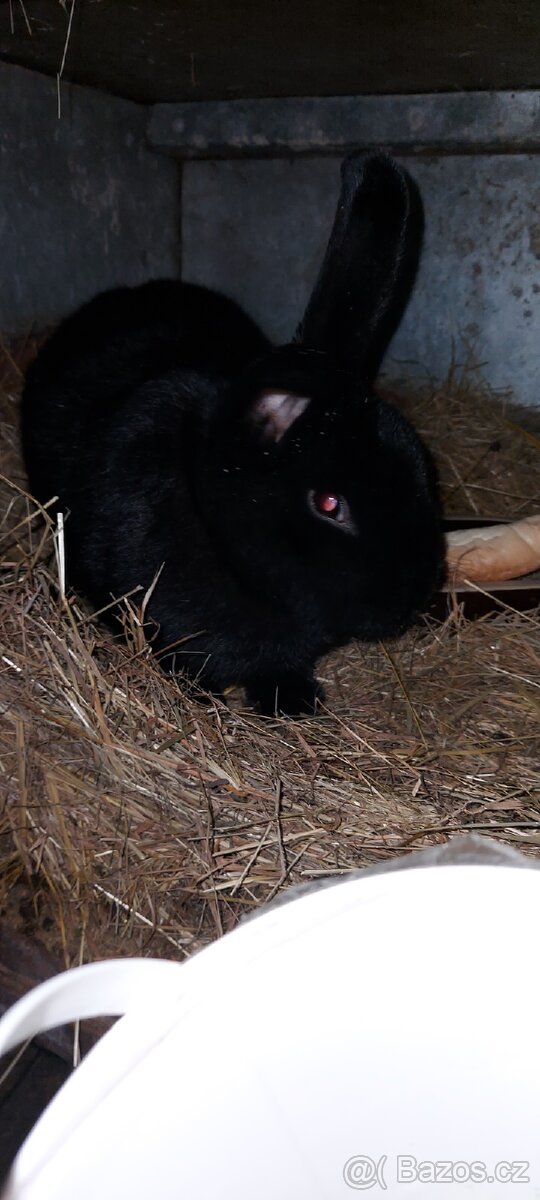 Prodám králíky - 3