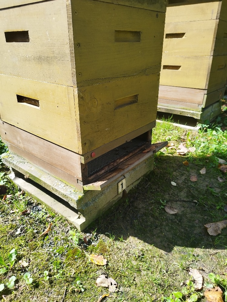 Prodám včelstva včetně úlů ¾ Langstroth. - 3