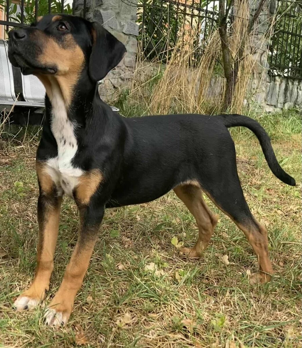 Louisianský leopardí pes – poslední volná fenečka s PP - 3