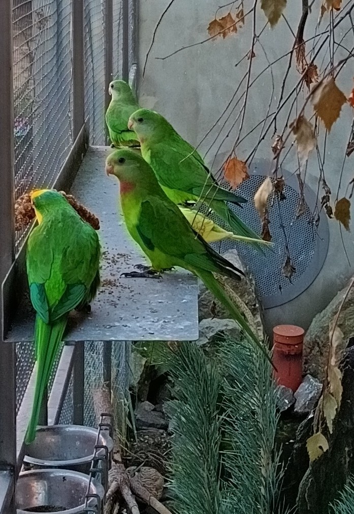 Papoušek nádherný - 3