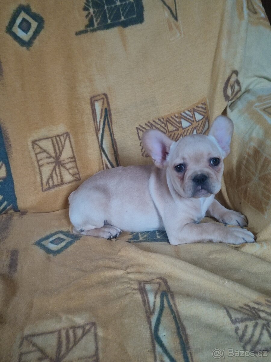 Francouzský buldoček - 3