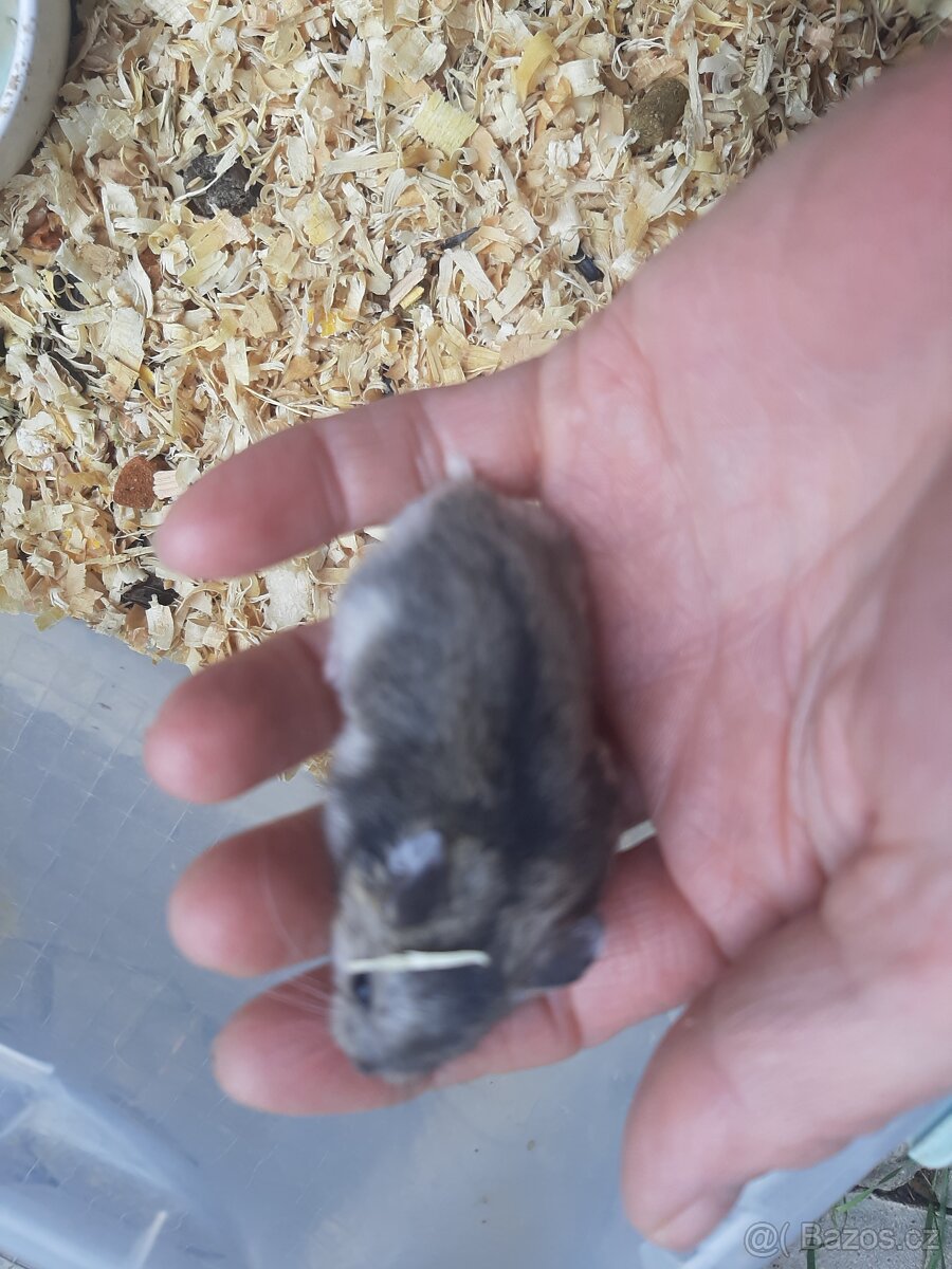 Krecek dzungarsky - 3