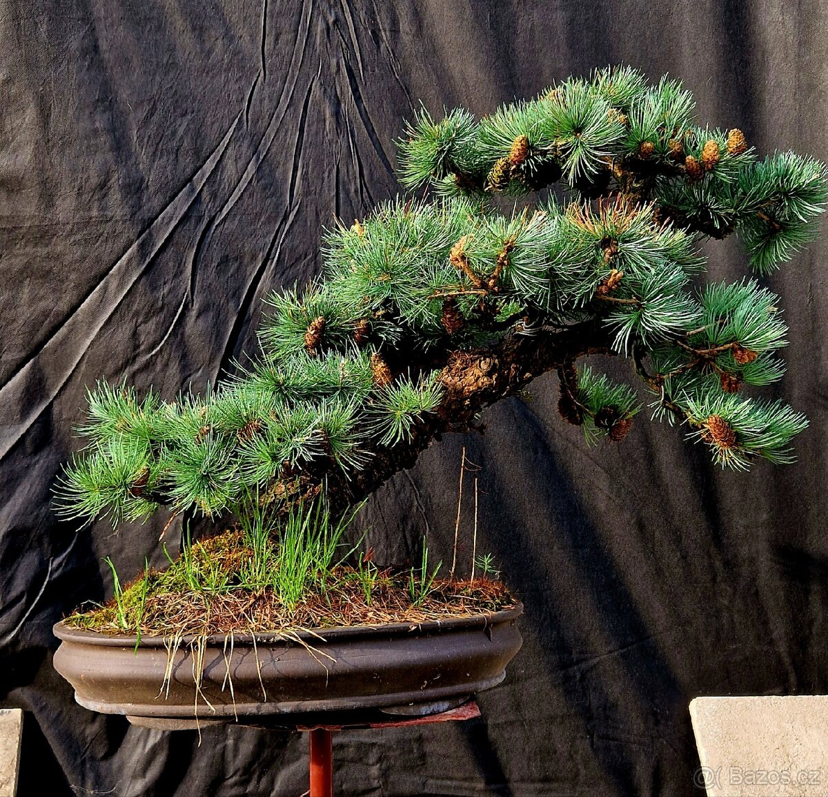 BONSAI, BONSAJ - MODRIN MODROLISTY - TOP 1 - 3