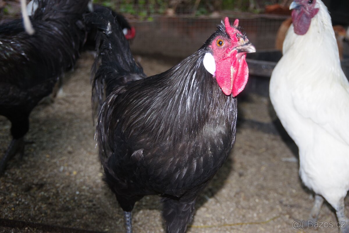 prodám kohouty Laflešky - 3