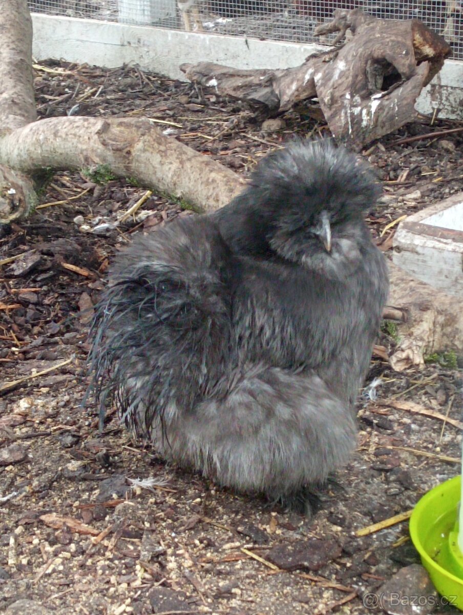 Slepicka a kohoutek hedvábnička modrá - 3