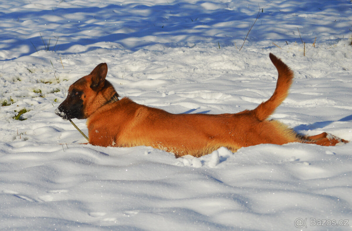 Belgický ovčák malinois na parťáka - 3
