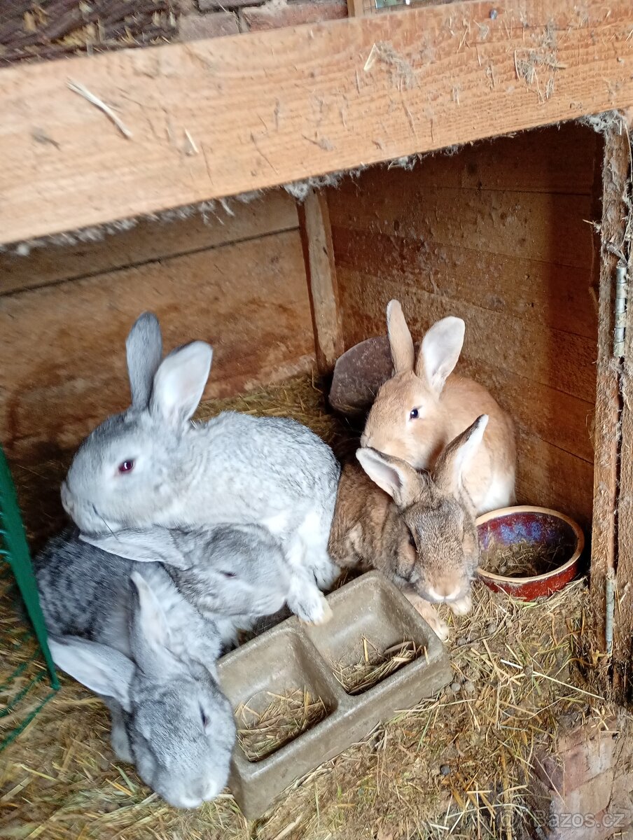 Prodám mladé králíky - 3