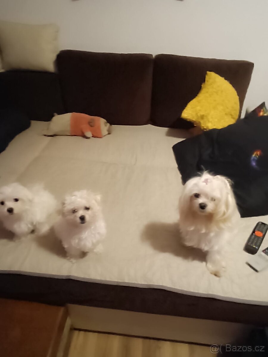 Prodám štěňátka maltézského psíka - 3