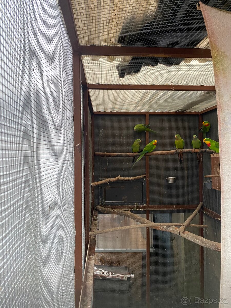 Prodám papoušky nádherné - 3