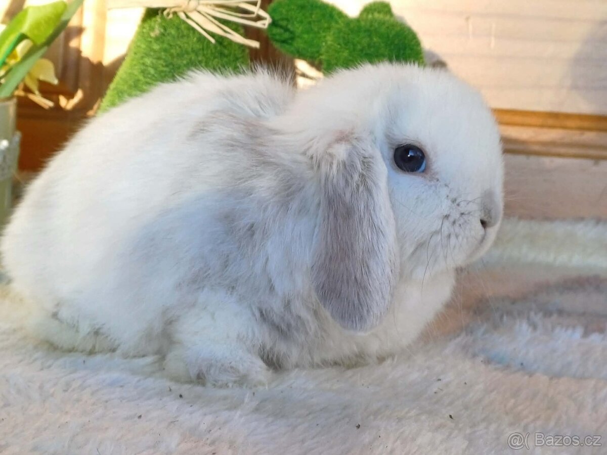 samička - minilopa - 3