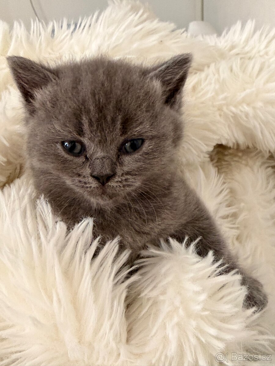 Britské koťata - 3