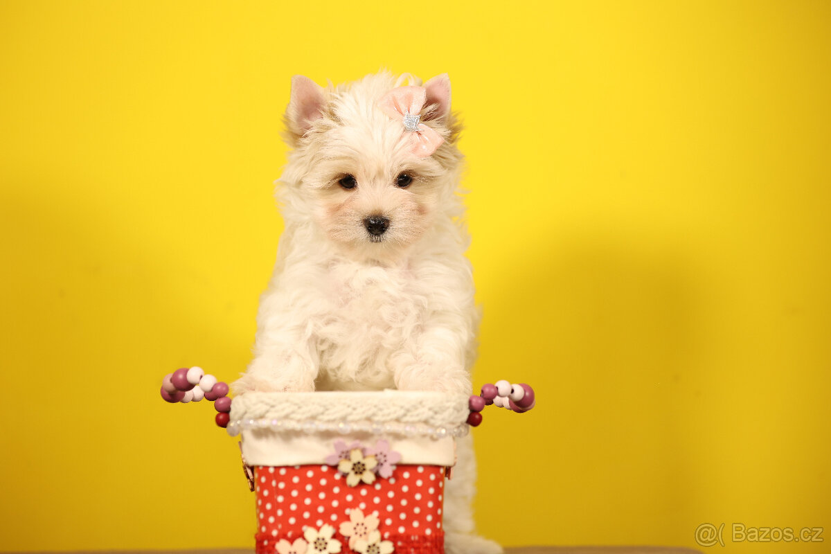 Jorkšírský teriér sněhobílá holčička Nutellka, s PP, York - 3