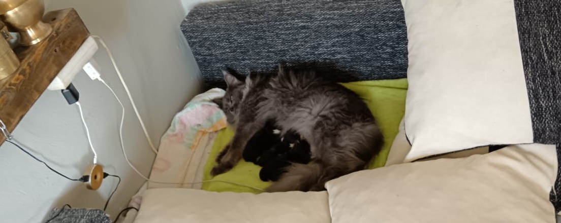 Mainská Mývalí - 3