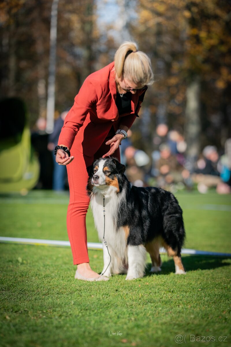 Australský ovčák - krytí s PP - 3