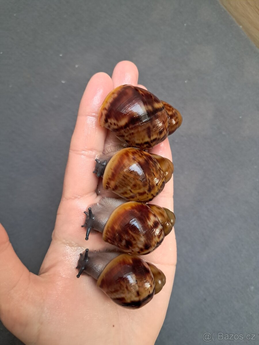 Archachatina marginata ovum xxl - africký šnek - 3