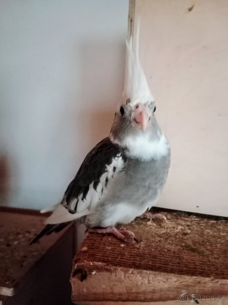 Korela chocholatá - 3